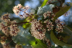 Ixora brachiata